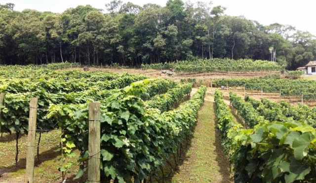 Dia Nacional do Vinho - So Roque - Terra do Vinho - Vinho - Enoturismo