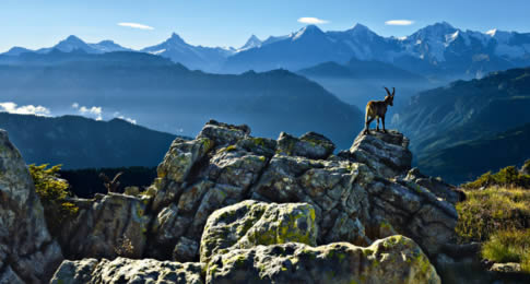 Da quase extinção para um dos grandes atrativos dos Alpes Suíços, a cabra montesa é o animal queridinho das montanhas