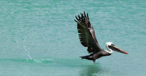 Natureza Aruba