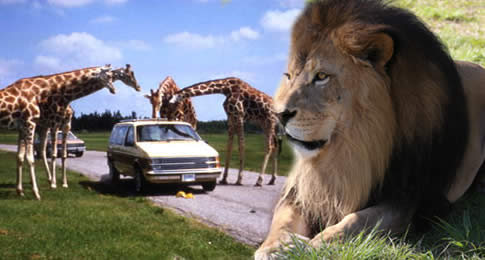 Lion Country Safari é o único safári drive-through e walk-through da Flórida