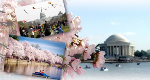 O maior e mais famoso evento da Região da Capital dos Estados Unidos, o Festival Nacional da Flor de Cerejeira, comemora 90 anos em 2017.