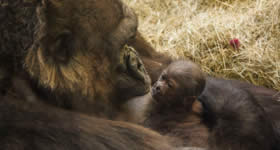O Busch Gardens® Tampa celebrou nesse mês mais um nascimento de um gorila, da espécie gorila-ocidental, a qual está ameaçada de extinção. O bebê é fêmea e 