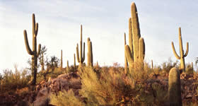 A paisagem do Deserto de Sonora é marcada pela flora bastante distinta, com gigantescos cactos Saguaro e flores silvestres. Ele está localizado na área das