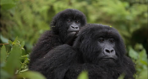 A agência planejou um roteiro completo para aproveitar o melhor que o país oferece em uma expedição pelo habitat dos gorilas-das-montanhas e a natureza selvagem do destino
