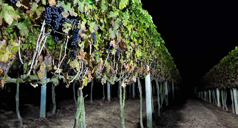Uma noite inesquecível nos vinhedos são-roquense para colher uvas, cantar em volta da fogueira e jantar