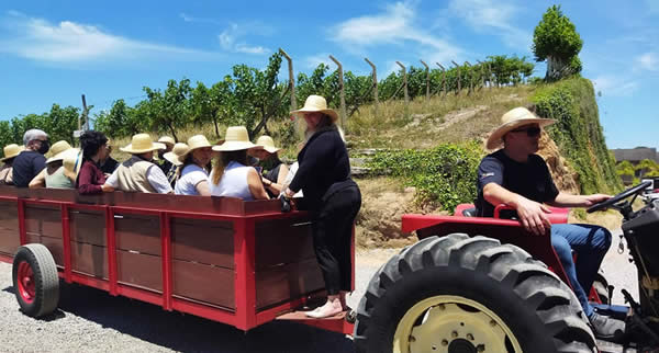 Localizada em Bento Gonçalves, tradicional destino de enoturismo, a vinícola oferece muito mais do que bons vinhos. Experiências e boas histórias fazem parte da visitação 