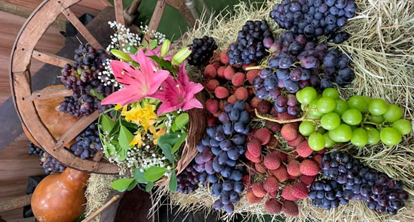 Até 5 de fevereiro, o evento, com entrada gratuita, celebra o surgimento da uva Niágara rosa na região e terá pela primeira vez quatro finais de semana com muita música, gastronomia e a esperada pisa das uvas