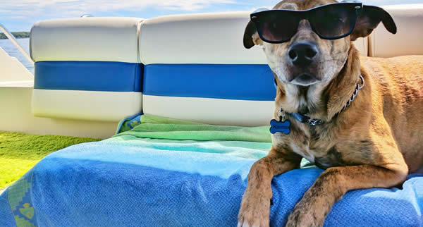 Em razão de leis municipais, as praias das cinco cidades não estão liberadas para cães