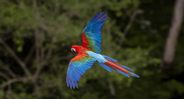 Diversas espécies de aves, incluindo tangarás, jacutingas e saíras podem ser avistadas enquanto os visitantes passeiam pelos bosques e admiram as belezas naturais da região.