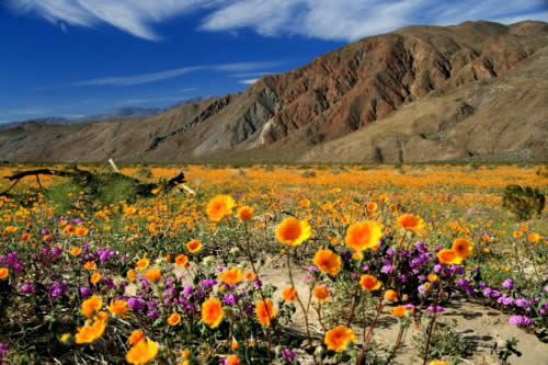 Antelope Valley - Reserva de Papoulas da Califórnia