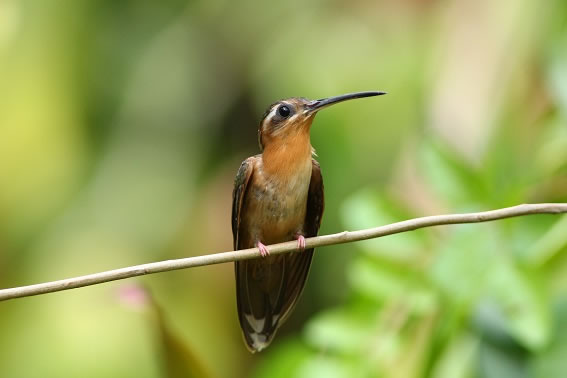 Festival de Aves de Porto Seguro - Balana Rabo Canela (Glaucis dohrnii) | Jailson Souza