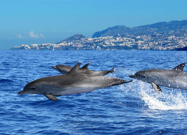 Ilha da Madeira, Portugal, Europa, Europe, Turismo, Travel, Funchal