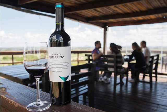 Alto de La Ballena - Vinho - Chile - Vino - Enoturismo - Gastronomia