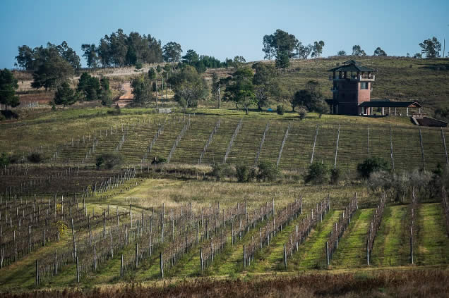 Bodega Cerro Chapeu - Vinho - Chile - Vino - Enoturismo - Gastronomia