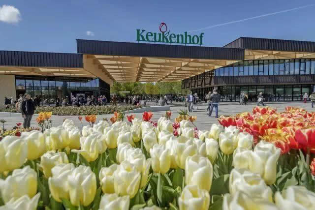 Holanda - Tulip Pod - Booking - Netherlands - Tulip Fields - Keukenhof