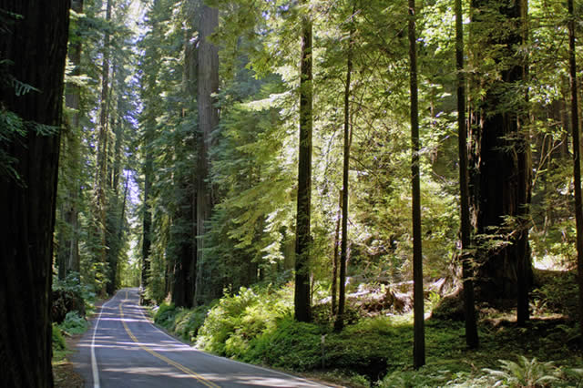 Califórnia - Natureza - Nature - Estados Unidos - Aventura - Adventure - Trilha - Avenida dos Gigantes - Trail