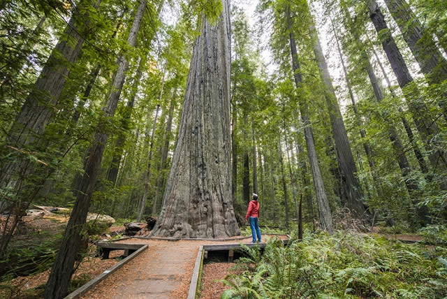 Calif�rnia - Natureza - Nature - Estados Unidos - Aventura - Adventure - Nacional Redwoods - Trilha - Trail