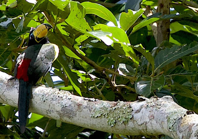 Realizado pelo Instituto Sustentar e patrocinado pela Petrobras, por meio do programa Petrobras Socioambiental, o Bichos do Pantanal  um projeto que abrange desde a Educao Ambienta