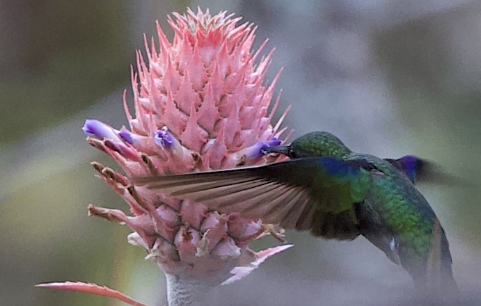 Projeto Bichos do Pantanal traz para Dia Mundial da Biodiversidade uma reflexo sobre as relaes entre espcies