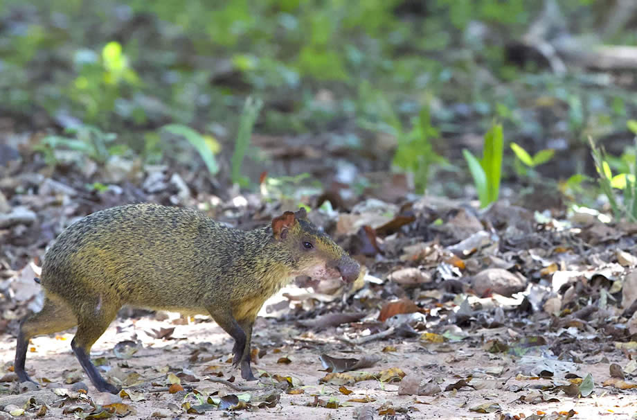 Comemorado hoje, o Dia Mundial da Biodiversidade, serve para alertar e relembrar sobre a importncia da preservao da natureza como forma de contribuir para o equilbrio dos ecossistemas e de evitar o risco de situaes de proliferao de vrus e ocorrncias de epidemias, como o novo coronavrus.