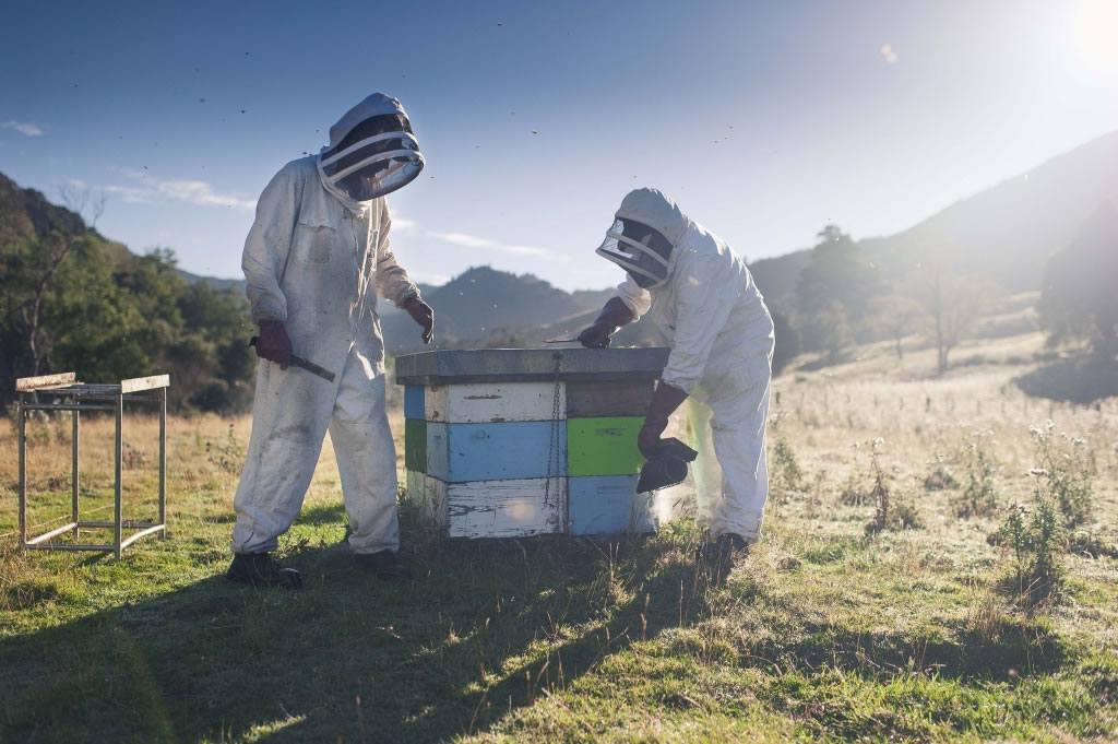 Mel de Manuka | Comvita - Bay of Plenty