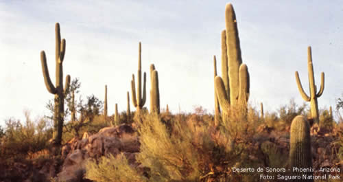 Deserto de Sonora - Phoenix, Arizona