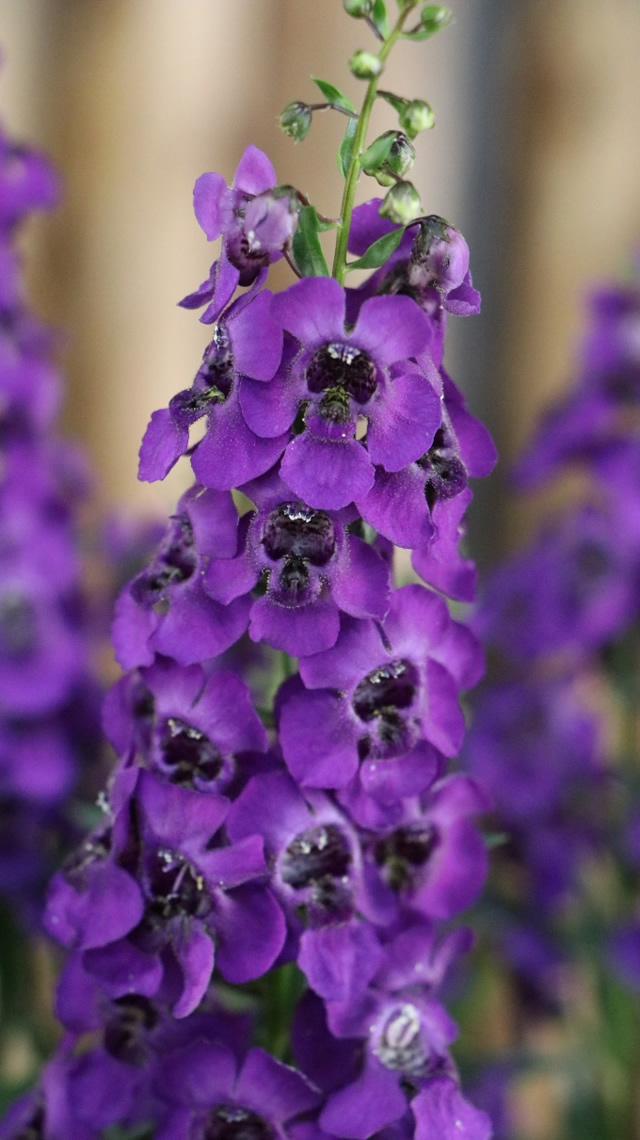 Angelonia Angustifolia, Explofora