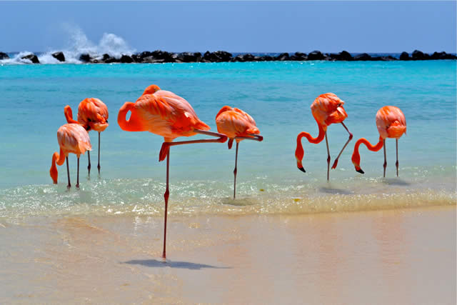 Flamingos na Praia - Aruba, Caribe - Beach - Island - Paradise