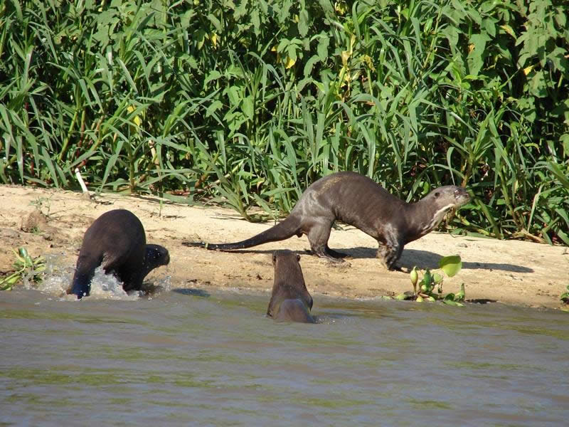 Hotel Lontra Pantana l -Aquidauana - Pesca - Pesca Esportiva - Natureza - Pantanal