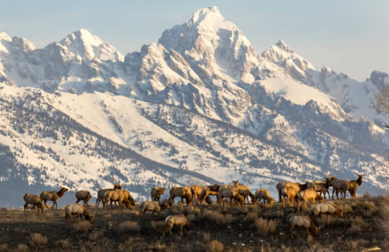 Jackson Hole Mountain Resort