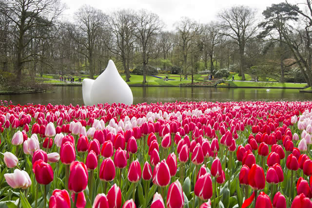 Keukenhof - Garden - Holland Alliance - Jardins - Netherlands - The Netherlands - Flores - Tulip - Tulipas