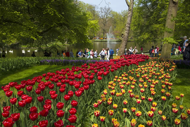 Keukenhof - Garden - Holland Alliance - Jardins - Netherlands - The Netherlands - Flores - Tulip - Tulipas