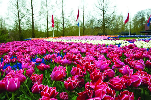 Keukenhof - Garden - Holland Alliance - Jardins - Netherlands - The Netherlands - Flores - Tulip - Tulipas