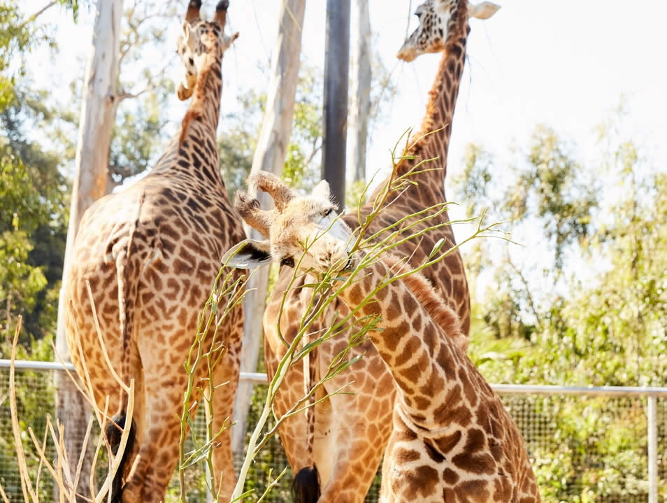 San Diego Zoo