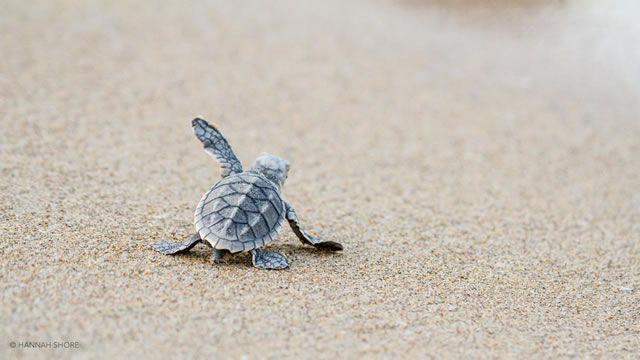 Lizard Island Resort - Australia - Tartaruga - Turtle - Oceania