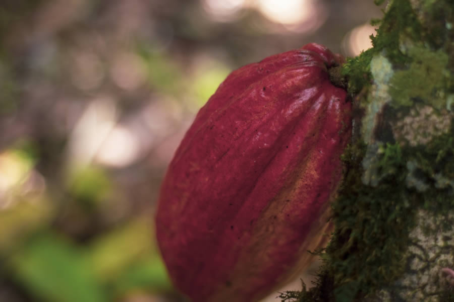 Mendo Chocolates