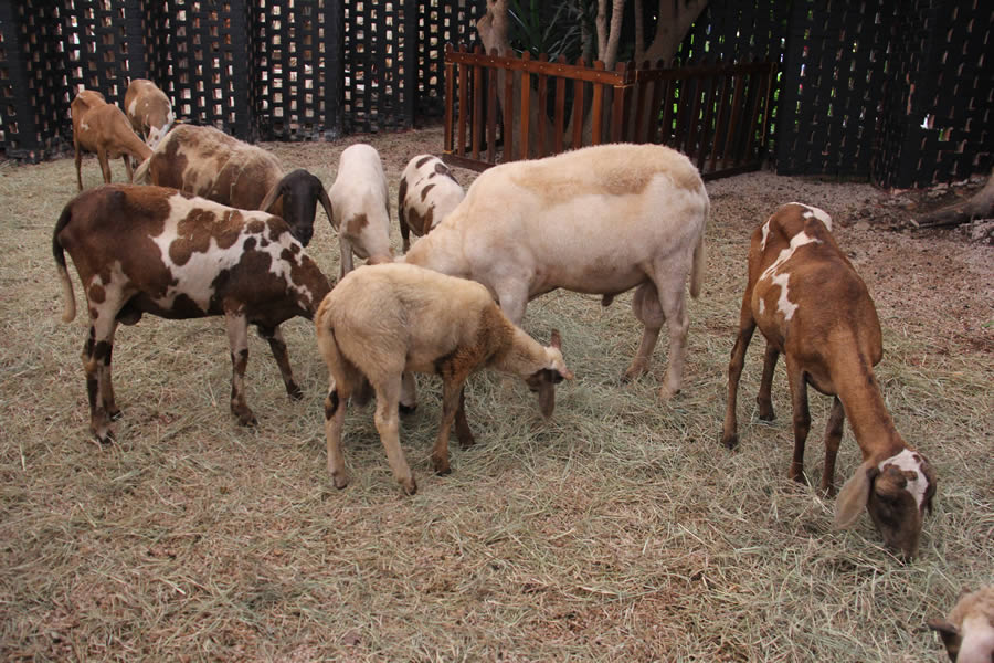 Minisstio com cerca de 30 animais de pequeno porte - Foto: Jos Francisco Pacla