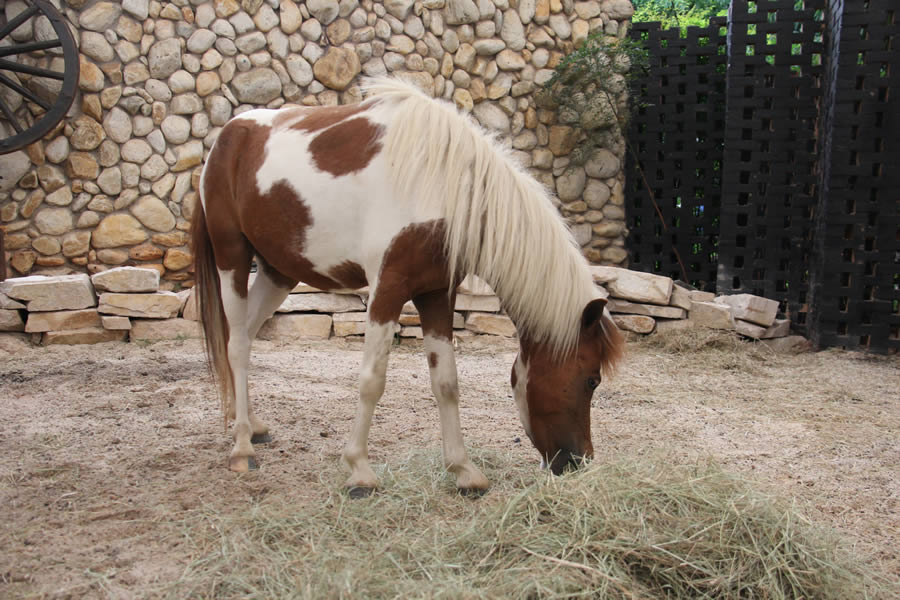 Minisstio com cerca de 30 animais de pequeno porte - Foto: Jos Francisco Pacla