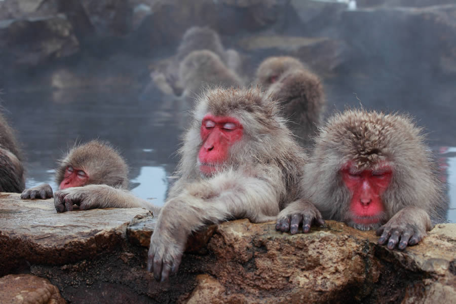 No Parque dos Macacos da Neve de Jigokudani os famosos macacos japoneses da neve descem das montanhas para se aquecer em guas termais - Foto: Shutterstock