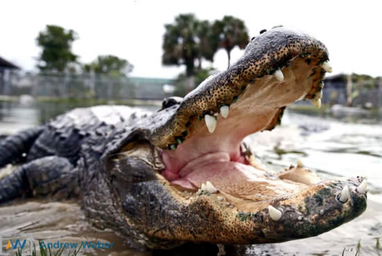 Everglades - Nature Festival