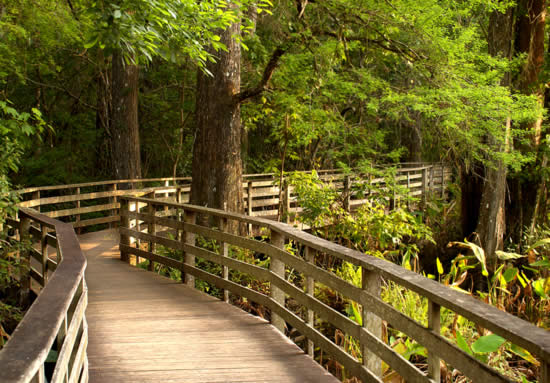 Everglades - Nature Festival