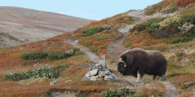 Safari - Noruega - Norway - Nordico