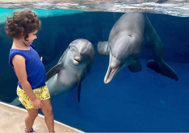 Dolphin Nursery: The Dolphin Nursery at SeaWorld Orlando