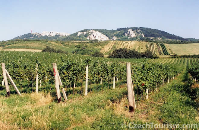 Palava Vinhedos-Czech Tourism