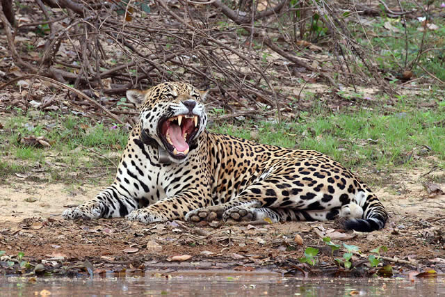 Pantera Jaguar - Rio Negro - Natureza - Selvagem - Pantanal - Fazenda Baa Grande