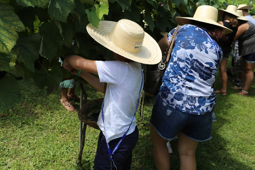 9 Pisa da Uva Quinta do Olivardo