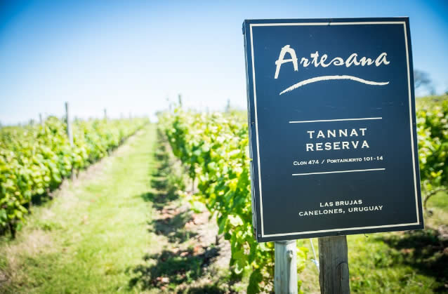 Plantao tannat Bodega Artesana - Vinho - Chile - Vino - Enoturismo - Gastronomia