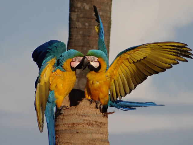 Projeto Arara Azul