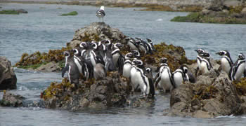 Puñihuil: caminho mágico dos pinguins de Chiloé
