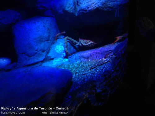 Ripley's Aquarium Toronto, Canadá